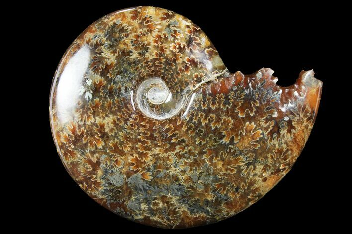 Polished, Agatized Ammonite (Cleoniceras) - Madagascar #94274